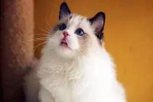 布偶猫好养吗一般多少钱一只,布偶猫的价格贵不贵