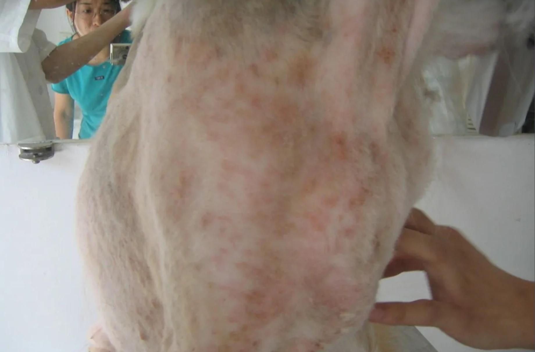 看狗狗怎样脱险,如何判断狗狗得了什么疾病