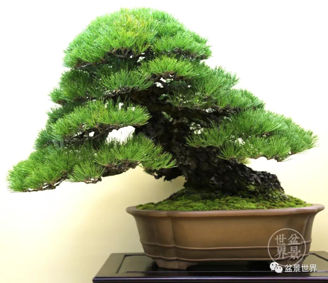 地景黑松与盆景黑松,黑松露的美誉