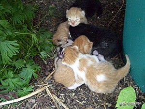 流浪小奶猫被带走猫妈妈会伤心吗,小奶猫会因为什么原因死亡