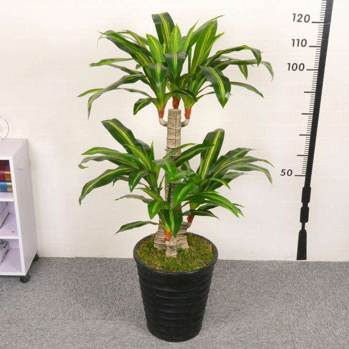 巴西木怎样才能养得茂盛,巴西木多长芽的方法