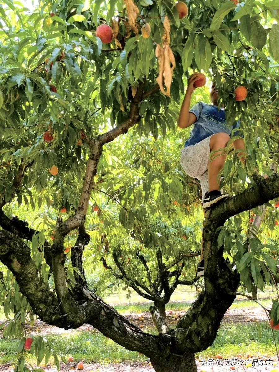 美国山区如何采摘水果的,美国农场摘桔子
