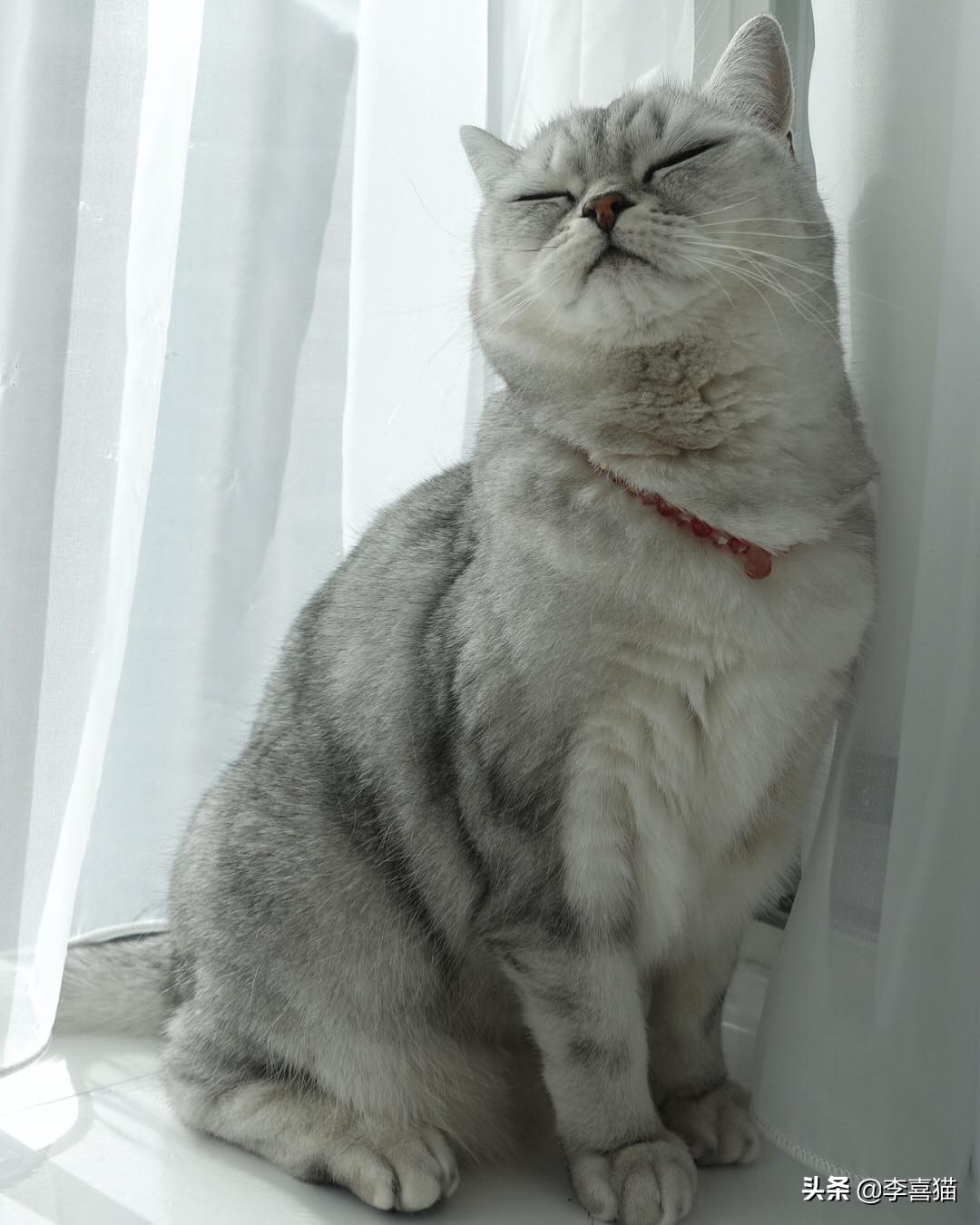 为什么铲屎官在家猫咪会一直睡觉,铲屎官最担心猫咪的几件事