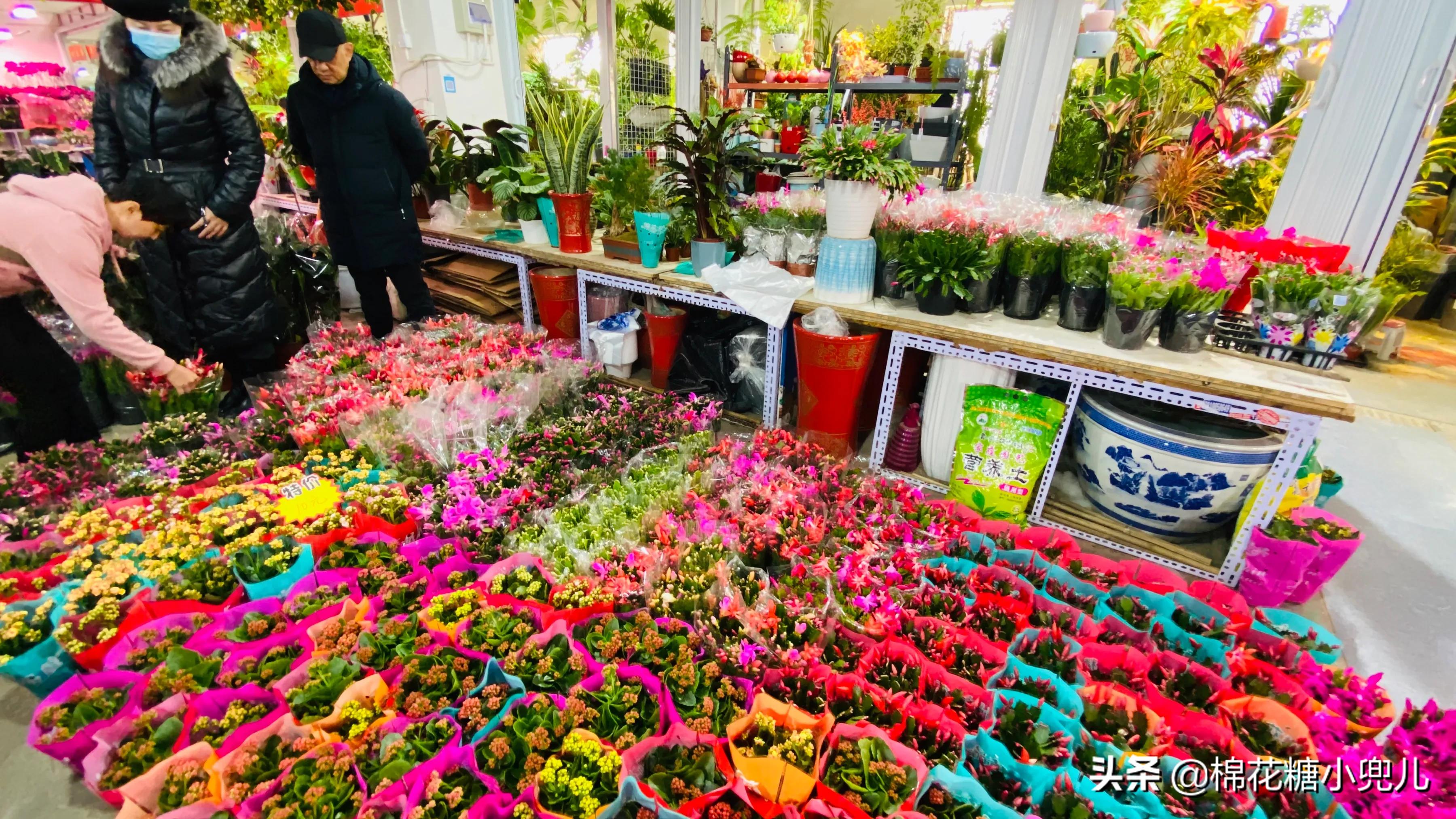 北京盆栽花卉批发市场,北京众兴花卉批发市场