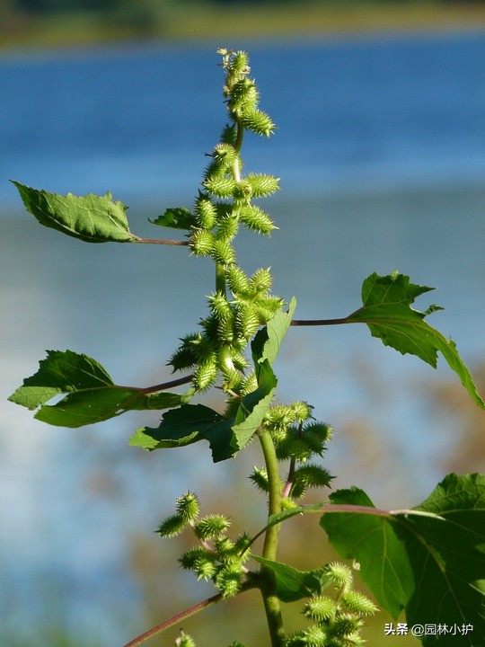 农村常见的药材植物大全,农村有什么好玩的植物还是常见的