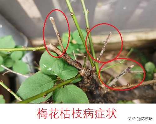 如何救活枯死的梅花树,梅花烂叶病怎么防治