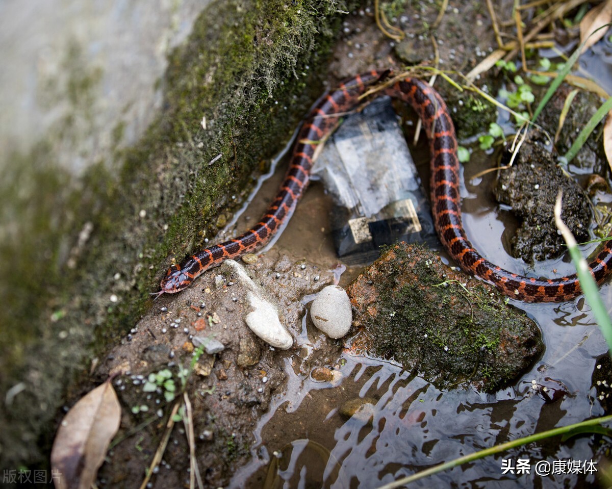 农村老房子周围有蛇怎么办？用什么方法可以驱蛇？