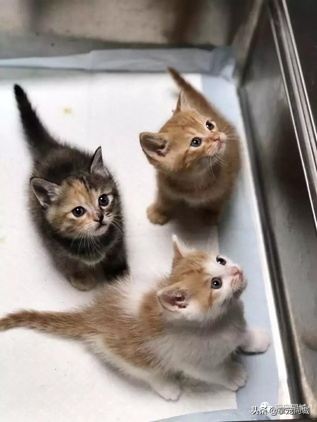猫咪都是白色的怎么回事,猫咪为什么都看起来很干净