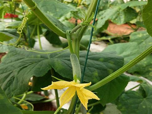 黄瓜“龙头”消失或折断的原因与对策分析