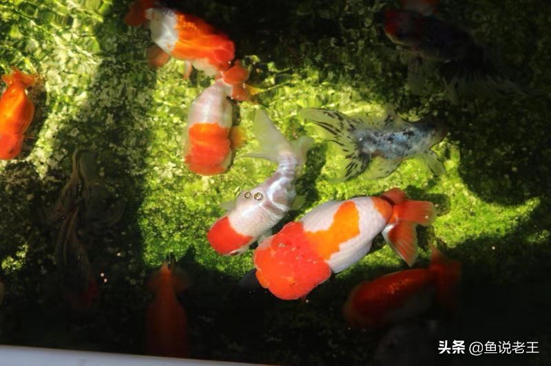 水霉如何预防,一招解决冬季水霉