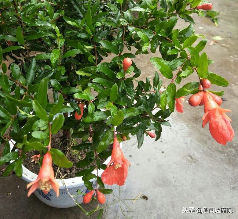 老人说“一个石榴十副药”，到底有什么科学依据？看完长知识了