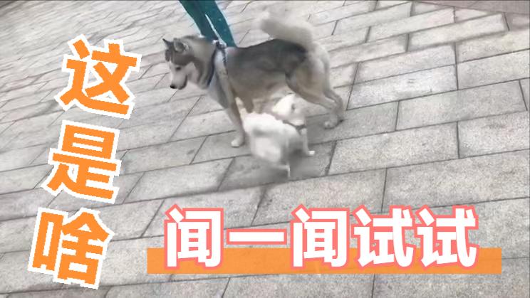 博美冬季怕冷吗,养博美的5大忌