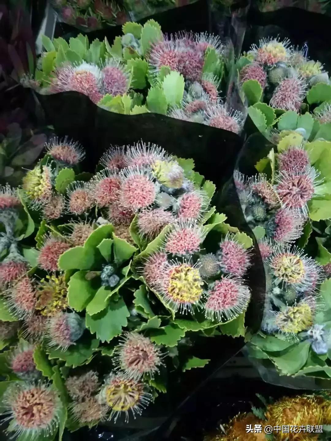 春天花市有哪些花材,便宜又大把的花材有哪些