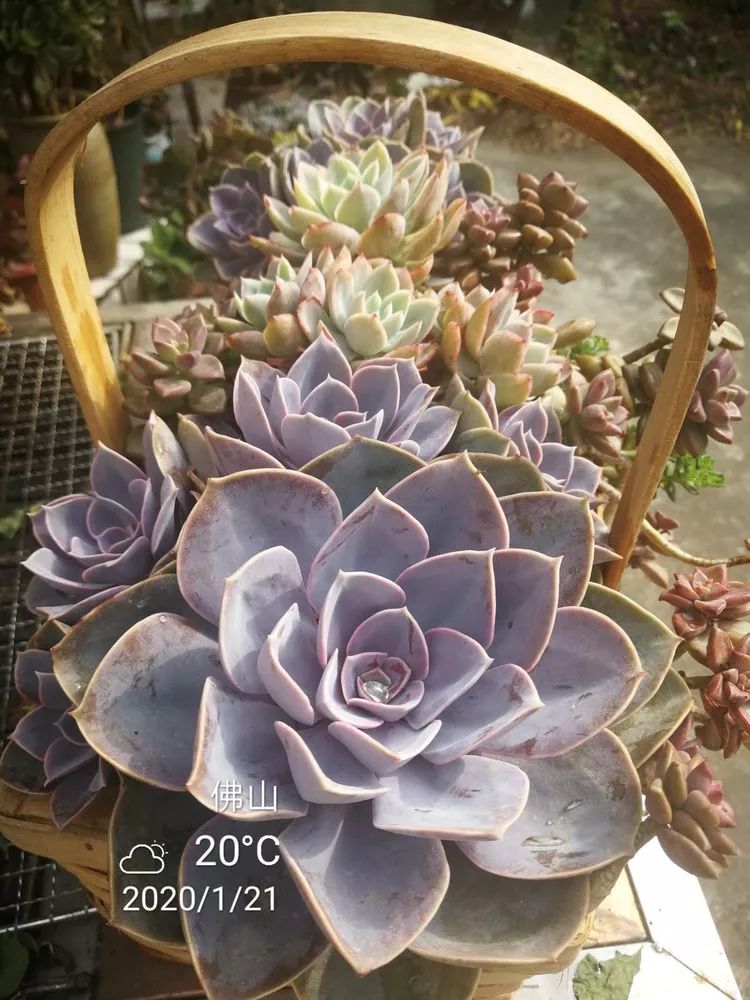 一杯清茶一道暖阳,一杯清茶温暖的时光