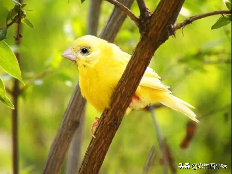 金丝雀好养么,金丝雀常见的几种病
