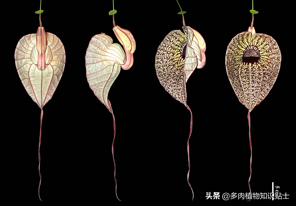 巨花马兜铃怎么繁育,巨花马兜铃图片大全