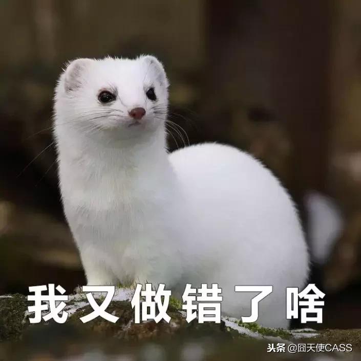 东北都有貂吗,在东北没有雪地靴不行吗