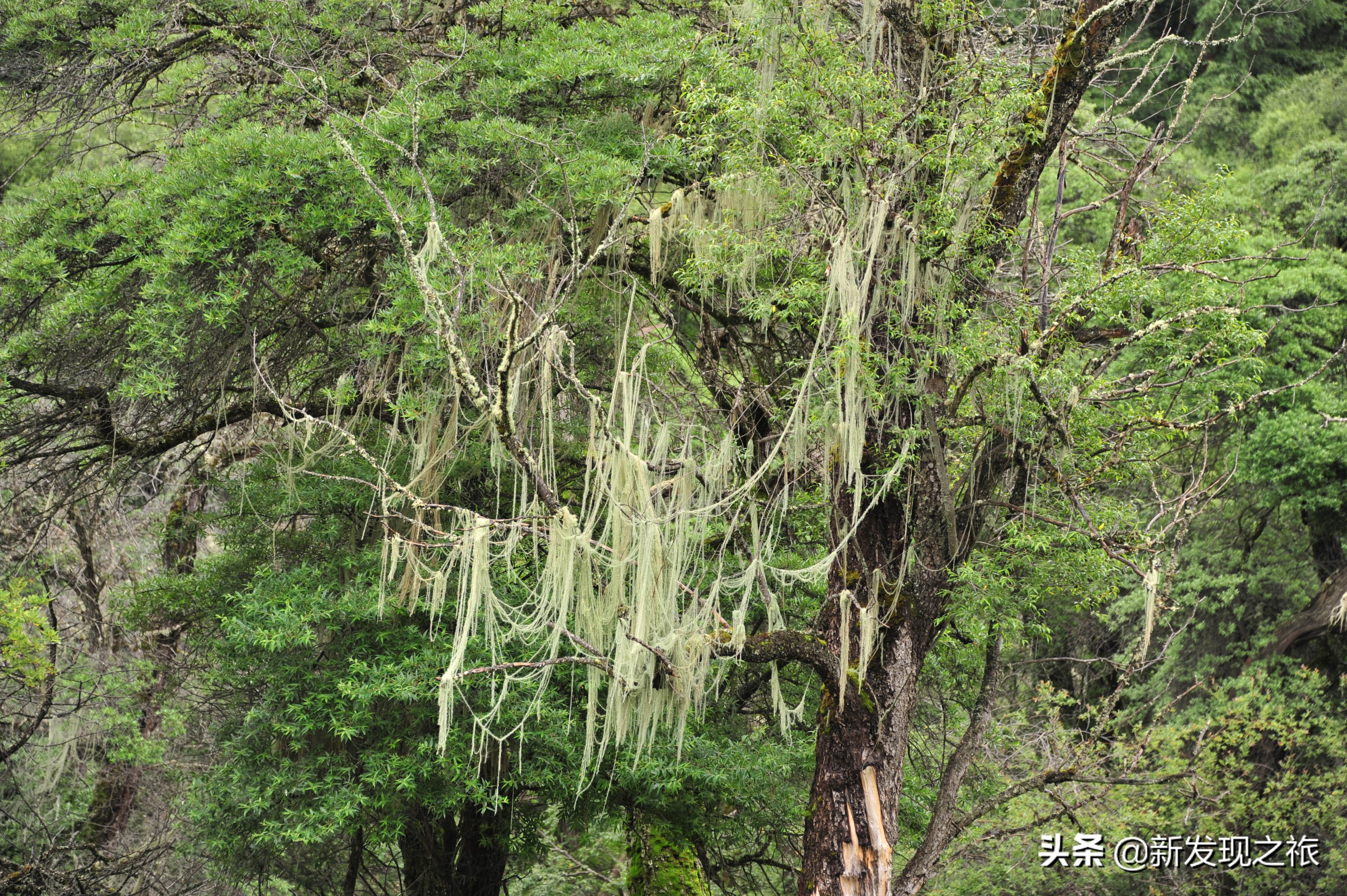 西藏松萝介绍,西藏松萝有什么药用