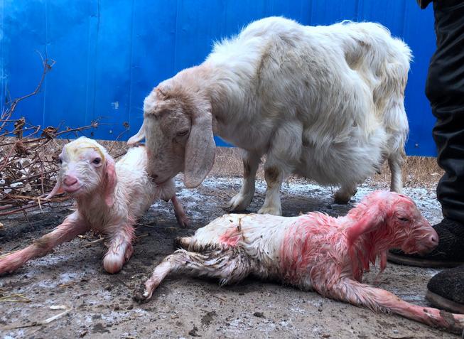 刚出生的小羊羔拉肚子怎么治疗,怎样预防刚出生的小羊羔拉稀