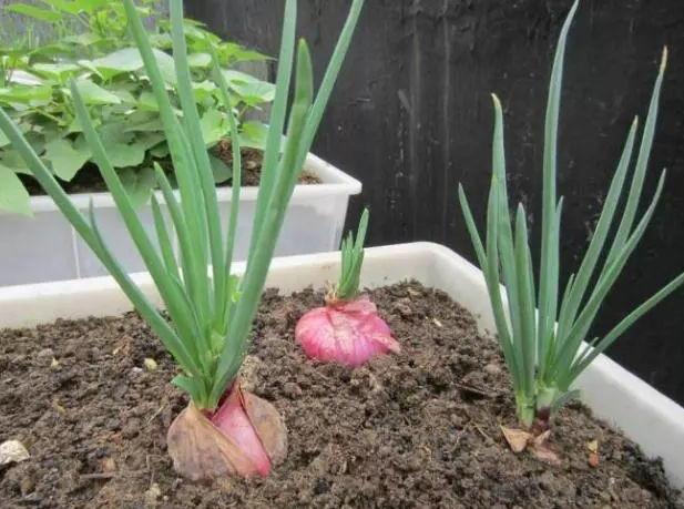 洋葱能做盆景吗,如何用洋葱做盆景