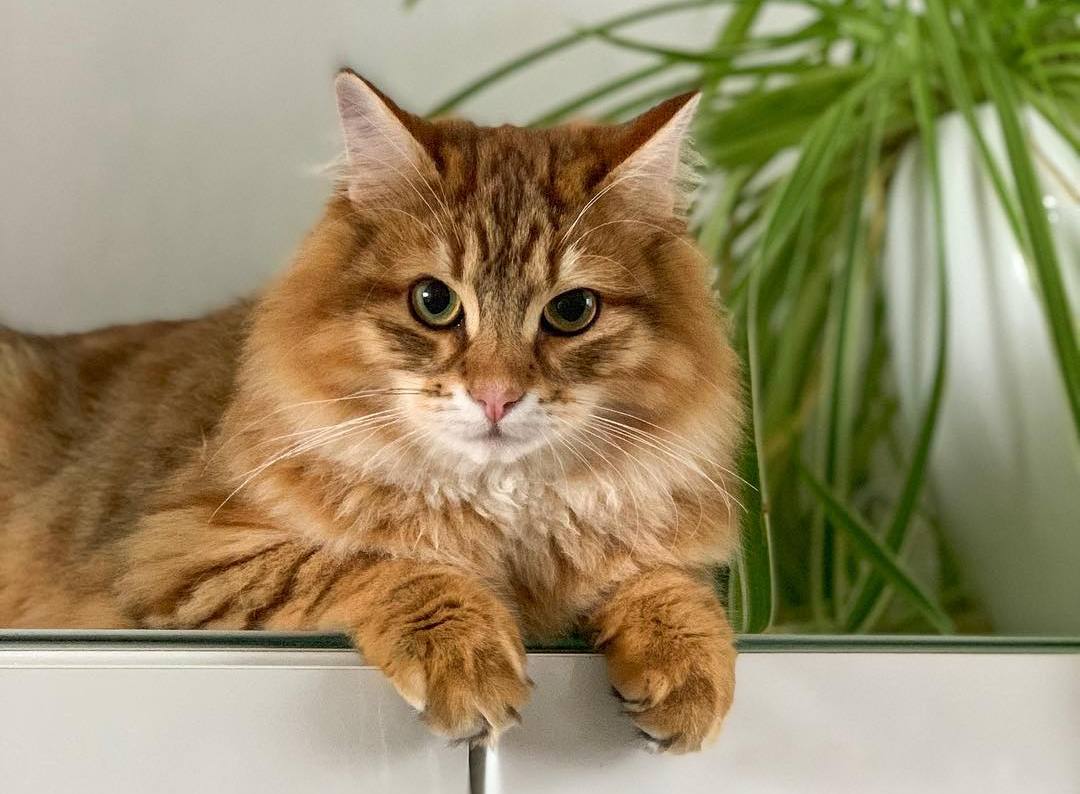 猫咪课堂：关于猫咪“膀胱炎”，看这一篇就够了