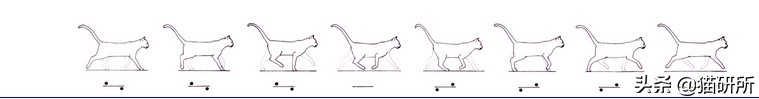 猫步怎么走八字步,猫步的基本动作图片