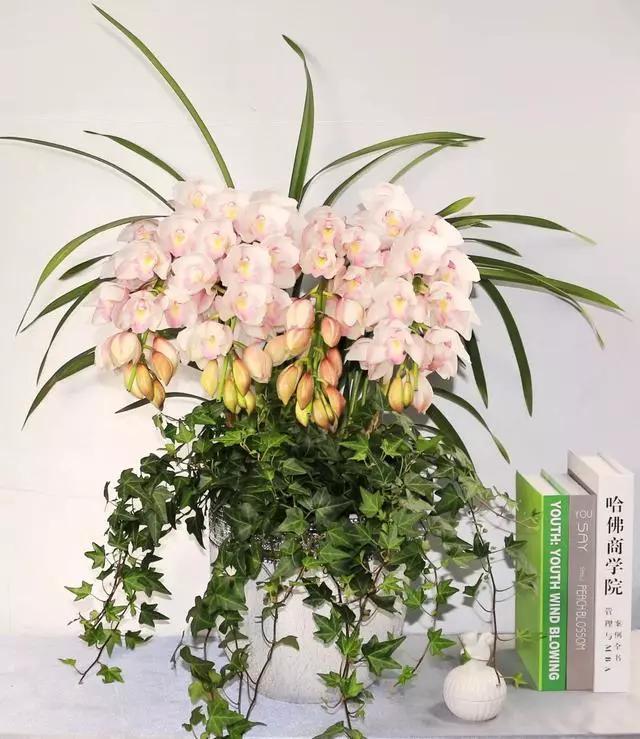 过年家里摆什么植物好,家里过年要摆几样水果