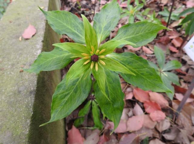竹林里的野草如何清除,最近竹林发现的野草