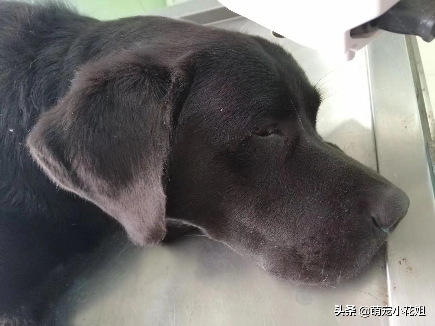 幸运的狗狗却不幸感染血液病，众人为它奔波求医，却没能挽回它