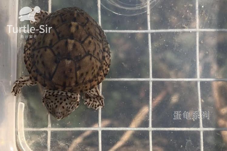 巨头蛋龟养殖技巧,蛋龟龟苗壳软硬程度排行