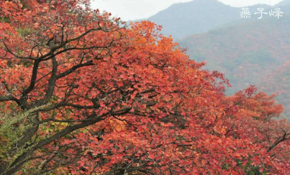 To全世界：灵宝向您发来一封邀请函，请亲启