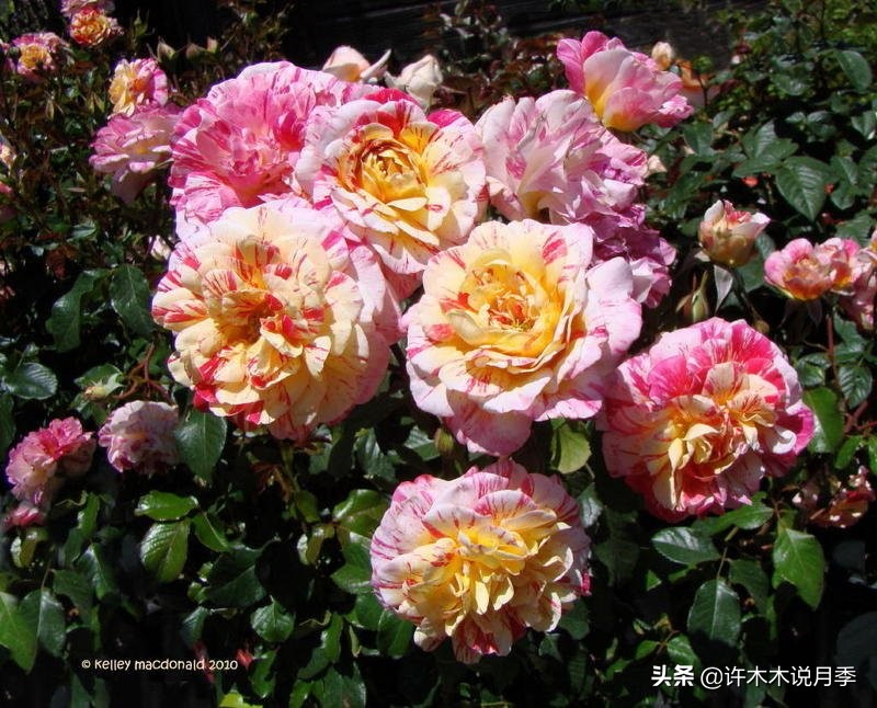 月季同时病害和虫害怎么办,月季感染蓟马怎么办