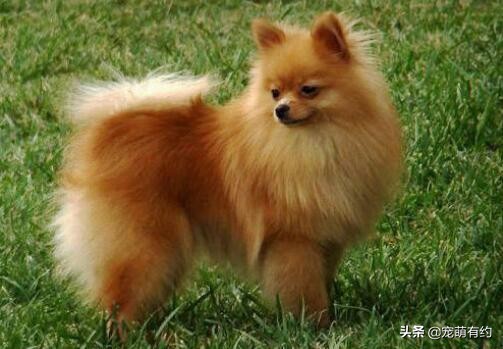 为什么我家博美越来越像狐狸,博美跟狐狸似的