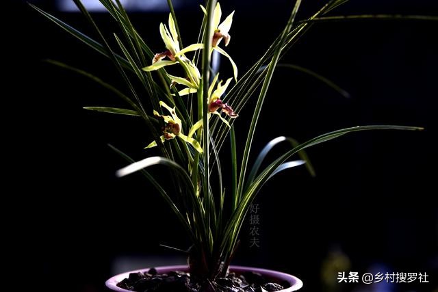 兰花叶片上的黑点是什么虫,兰花叶片有虫斑叶片会变黄吗