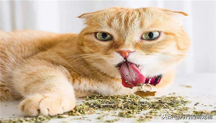 猫咪喜欢吃什么面食,猫咪甜食