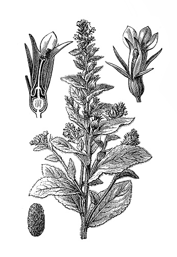 世界上最致命的草,全世界最可怕的十种致命植物