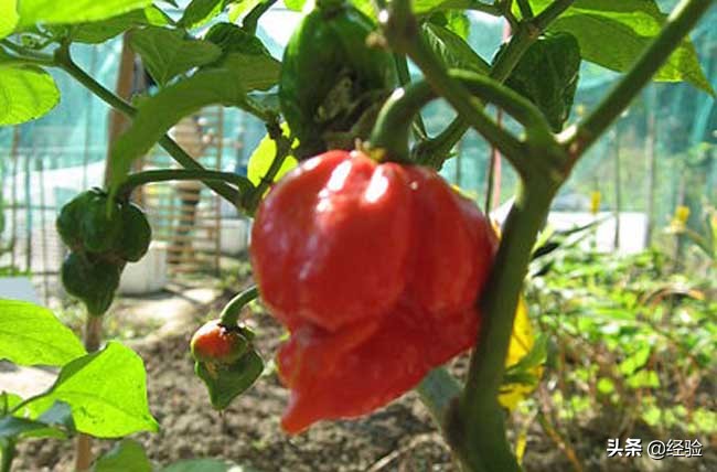 什么辣椒最香最辣最红,世界上最辣的辣椒排行榜前10名