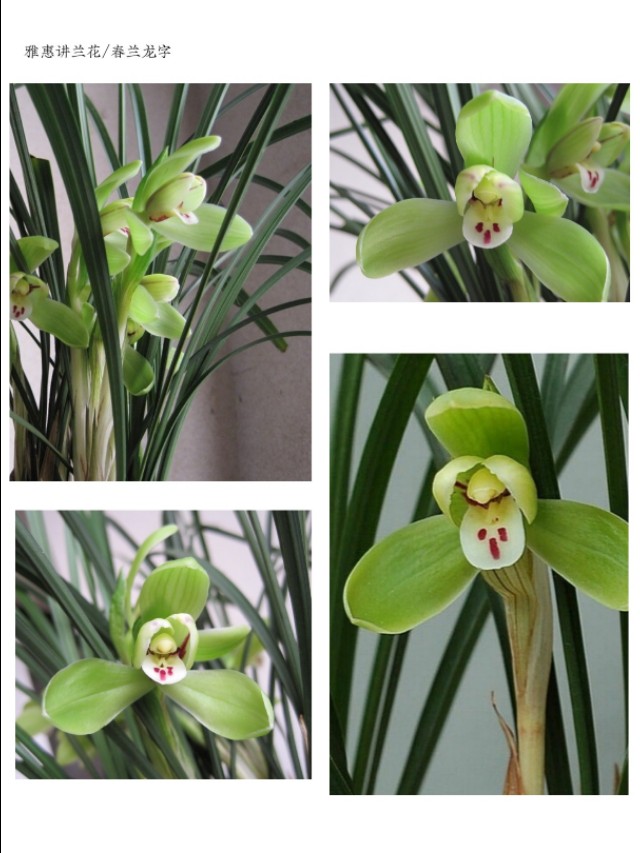 阳台养兰春兰品种推荐,兰友喜欢的春兰品种排名