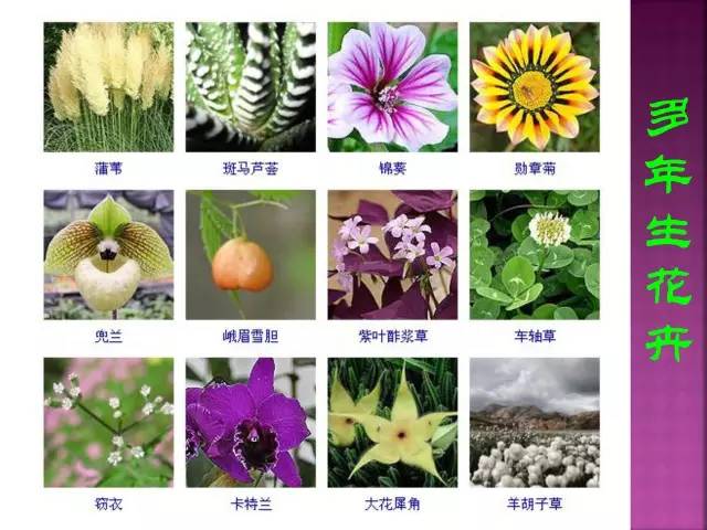 花卉大全500种观叶植物名称,1332种常见花卉植物图谱