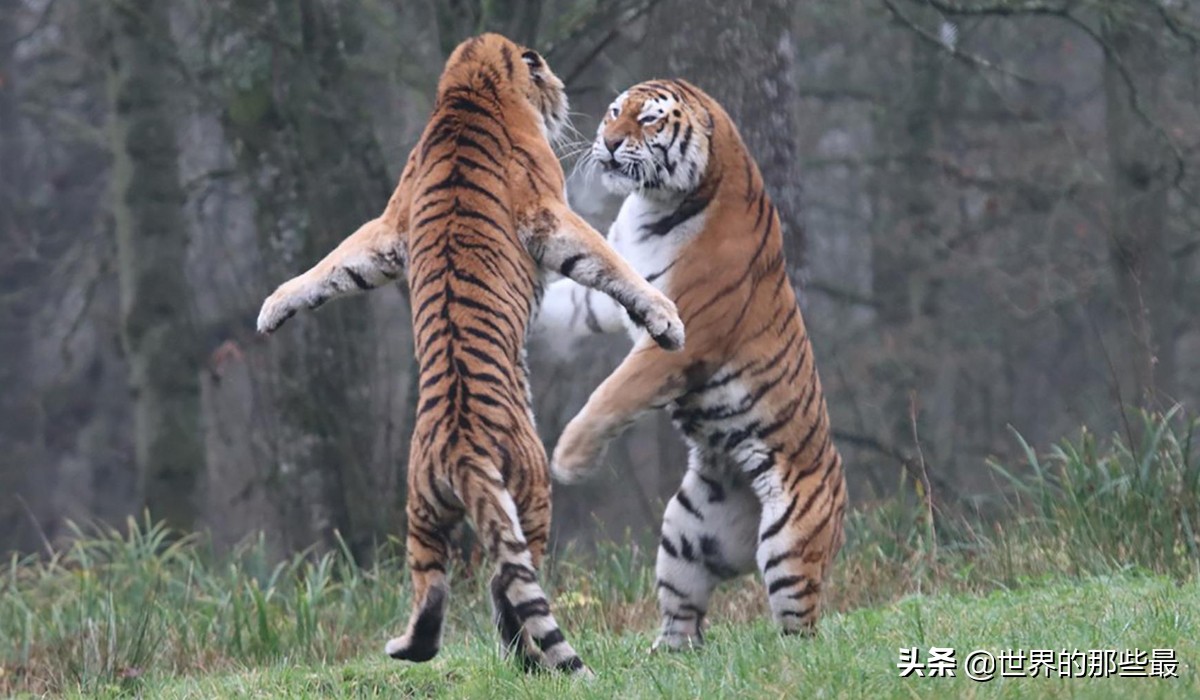 百兽之王老虎对战狮子,老虎真的比狮子强大吗