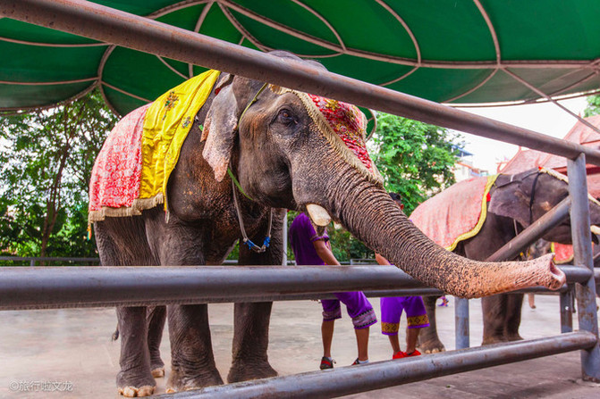 西双版纳曼听公园看大象,西双版纳曼听公园大象体重