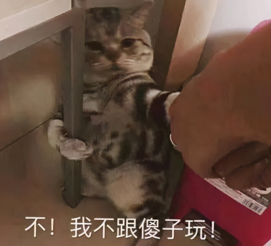 养宠小芝士|怀孕难道不能养猫吗？这里有你想要的答案