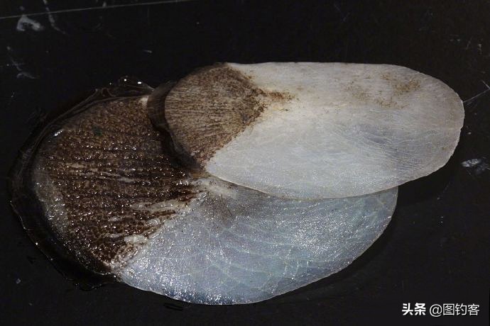 巨骨舌鱼的好奇心有多强,巴西巨骨舌鱼却濒临灭绝为什么