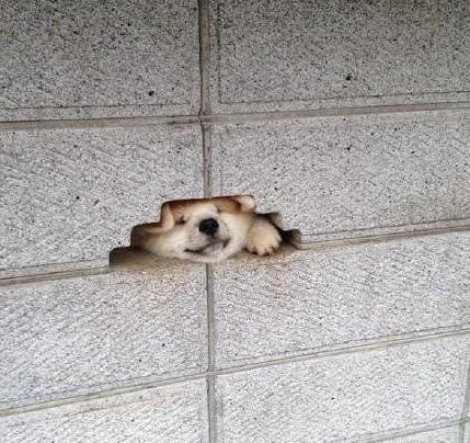 杀猪搞笑图gif,杀猪的照片搞笑图片