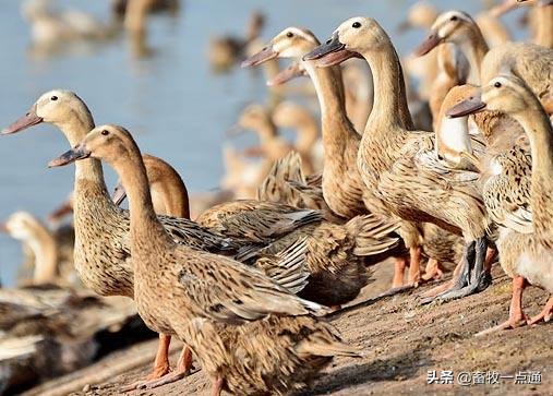 母鸡和母鸭的输精方法的区别,母鸭输精的正确方法