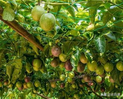 百香果烂根是什么原因,百香果防烂根的方法