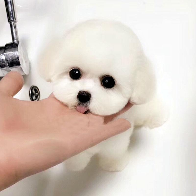 比熊犬的泪痕如何快速去除,消除比熊犬泪痕的七大方法