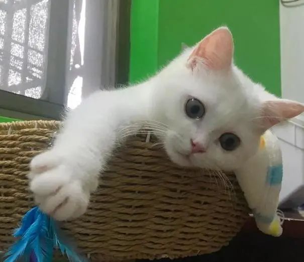 ​猫咪“甜蜜的负担”，当患有糖尿病时，应如何治疗？