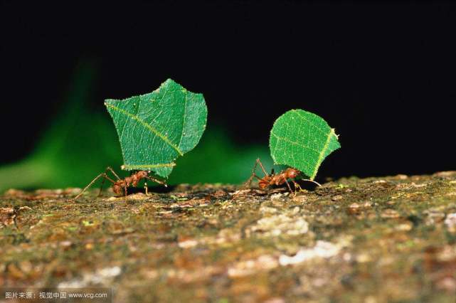 常见的蚂蚁图片,最常见的蚂蚁种类图片