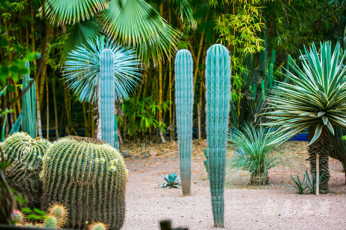 伊夫圣罗兰何时死,伊夫圣罗兰葬礼
